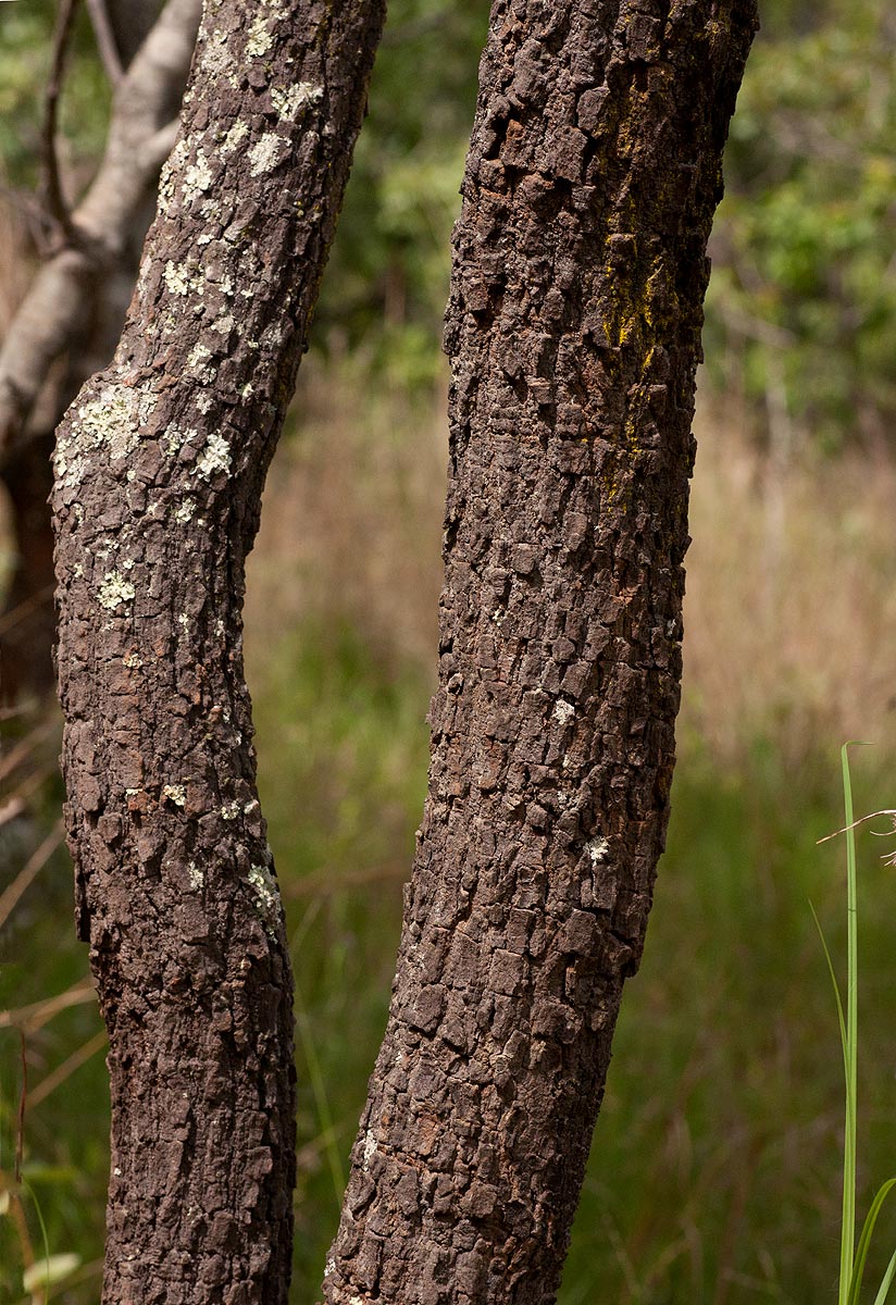 Ochna gambleoides Ochna gambleoides