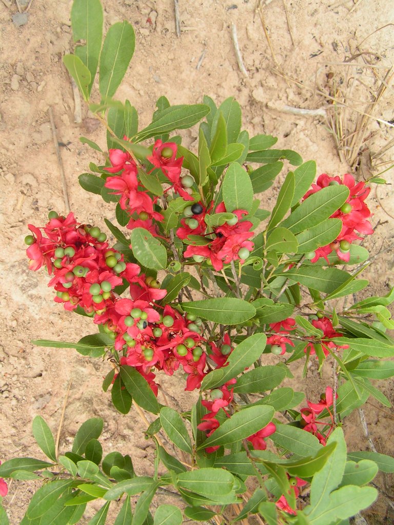 Ochna leptoclada Ochna leptoclada