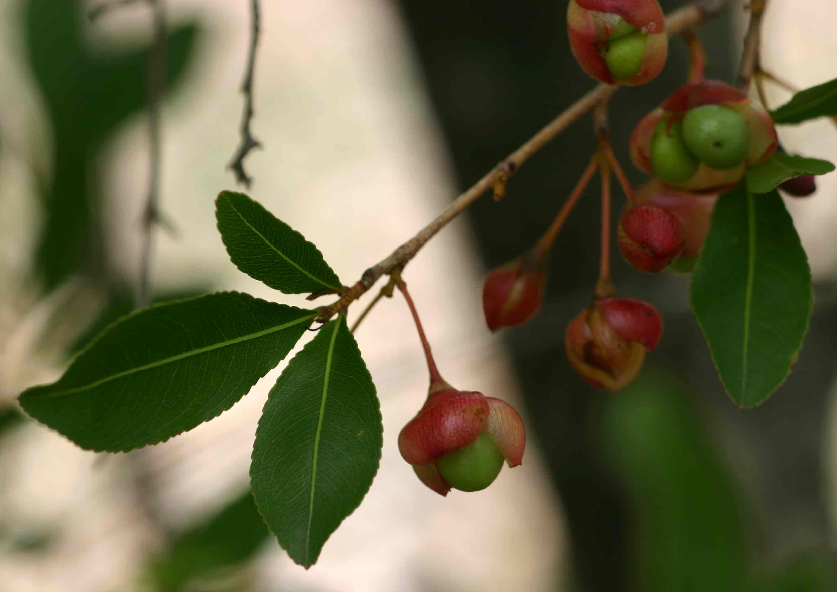 Ochna puberula
