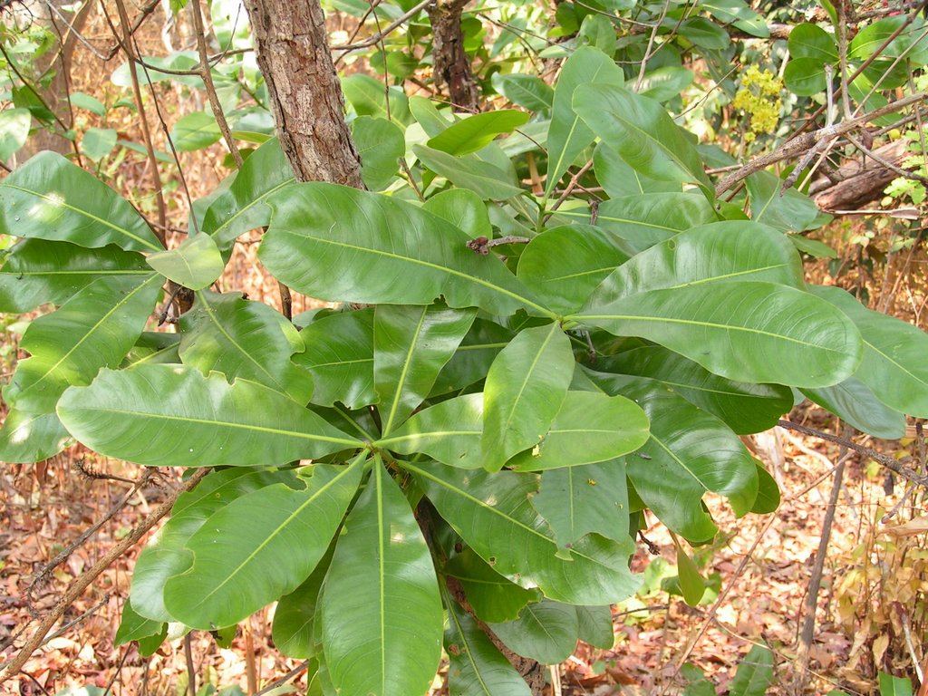 Ochna pulchra subsp. pulchra