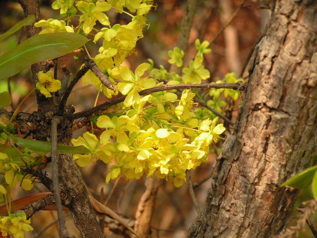 Ochna pulchra subsp. pulchra