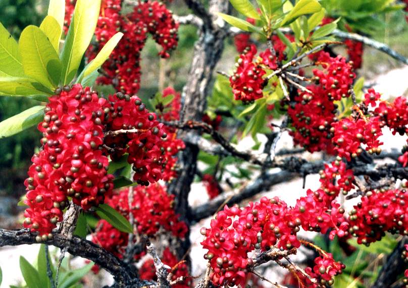 Ochna pulchra subsp. pulchra