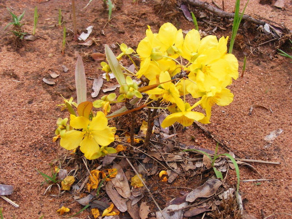 Ochna richardsiae Ochna richardsiae