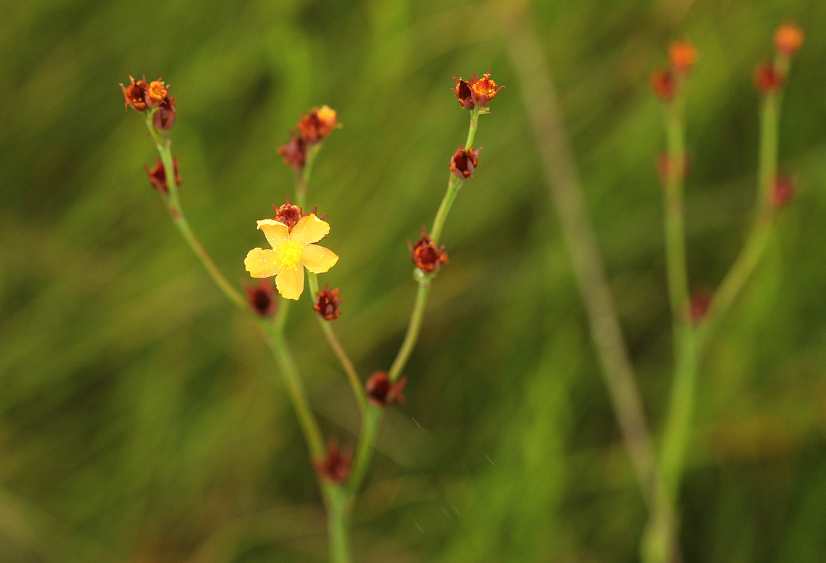 Hypericum lalandii Hypericum lalandii