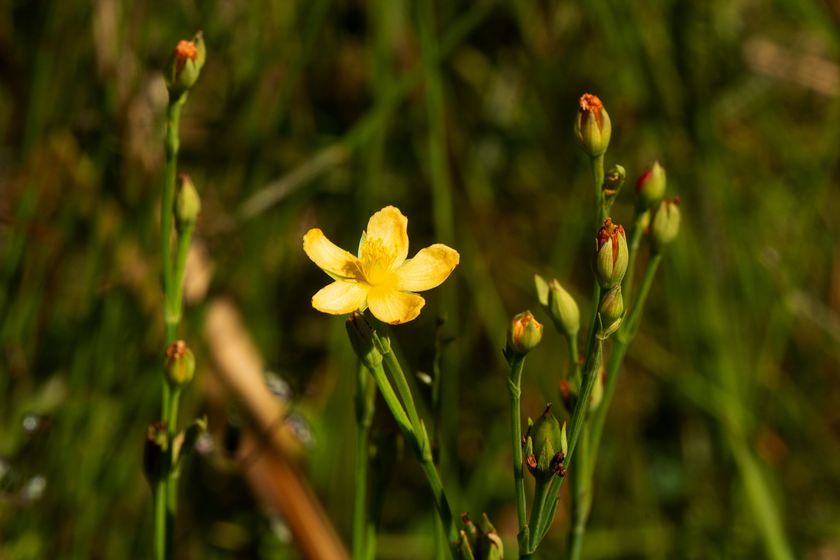 Hypericum lalandii Hypericum lalandii