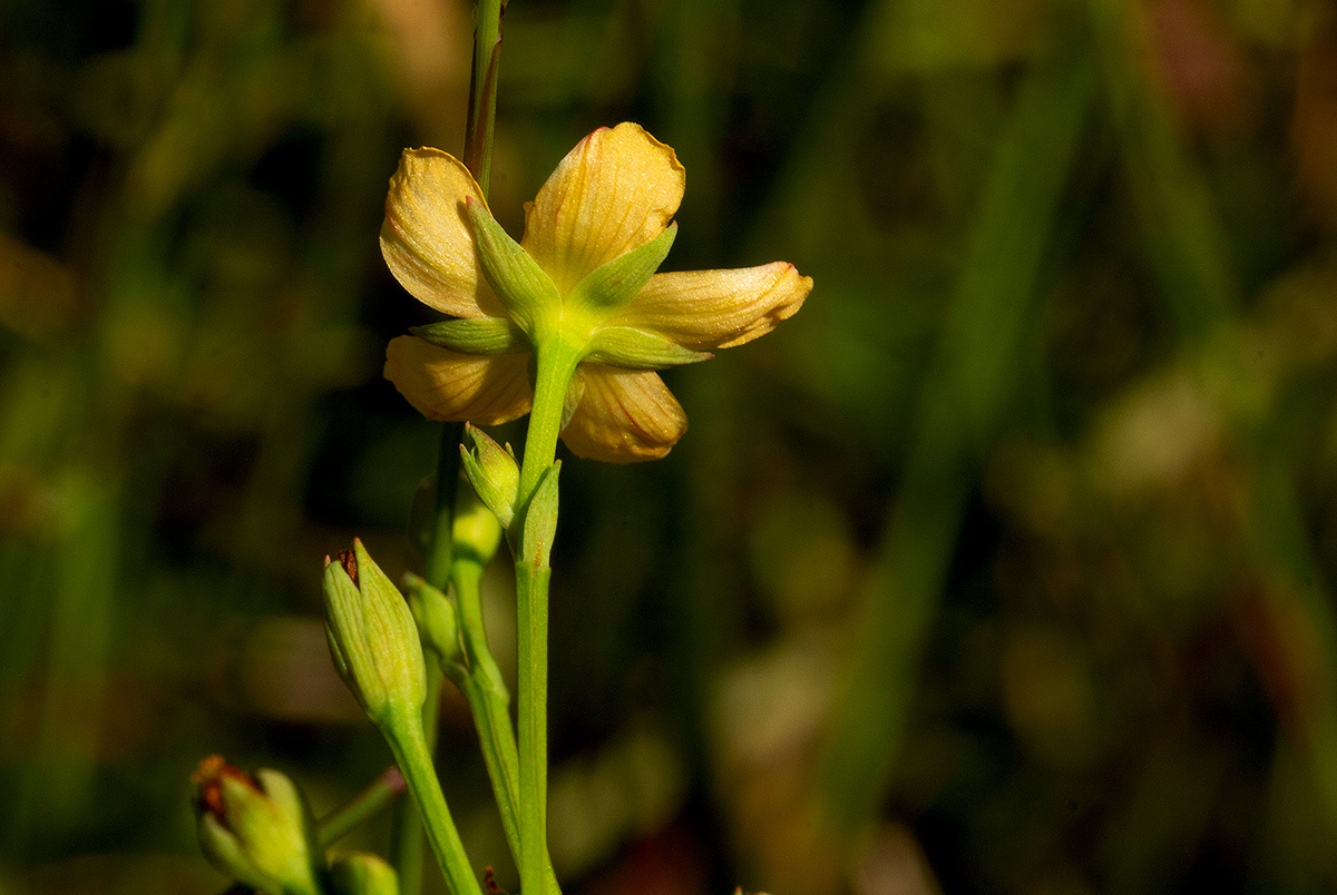 Hypericum lalandii Hypericum lalandii