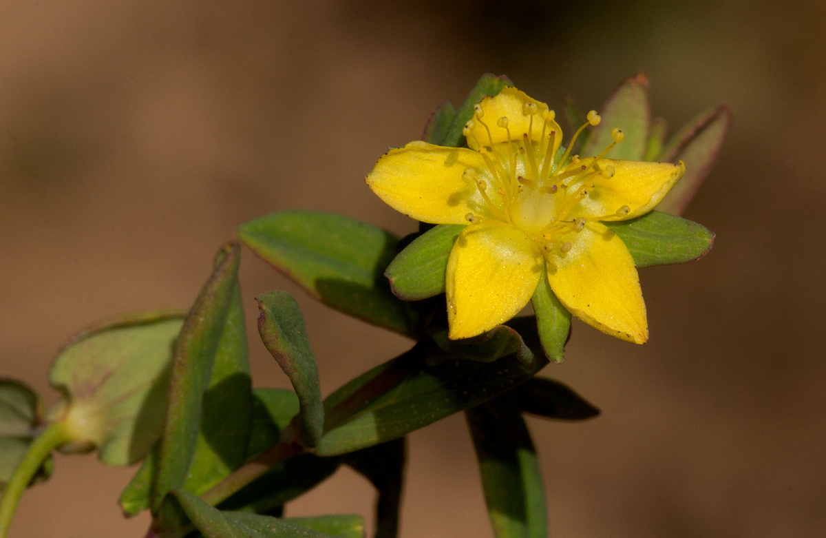 Hypericum peplidifolium Hypericum peplidifolium