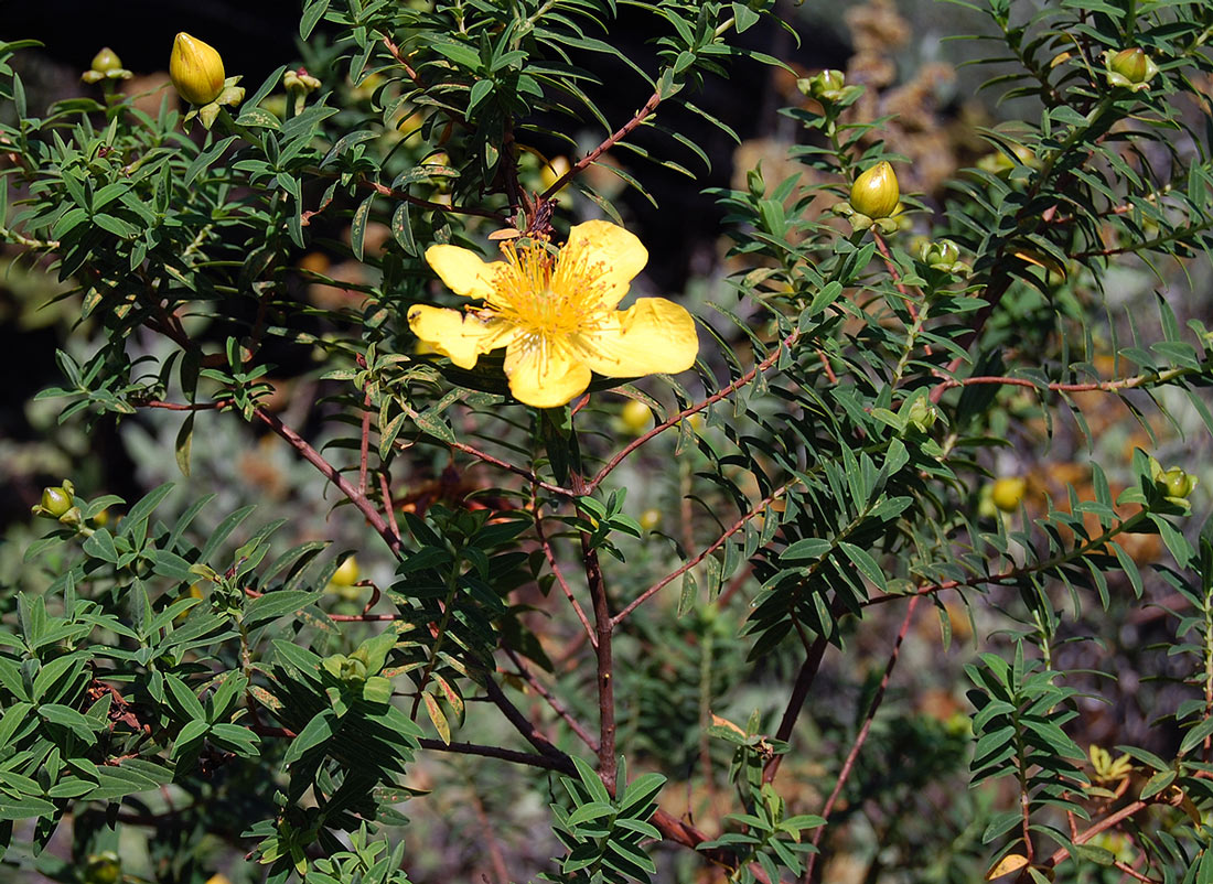 Hypericum revolutum
