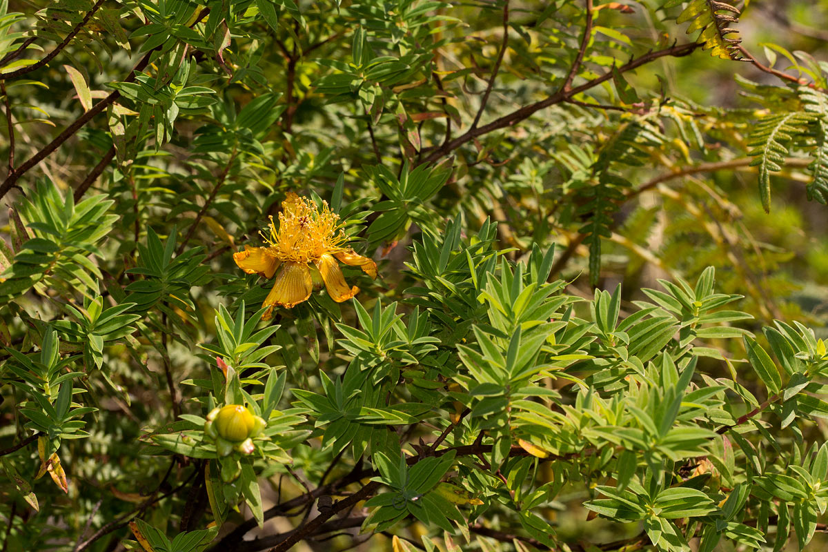 Hypericum revolutum