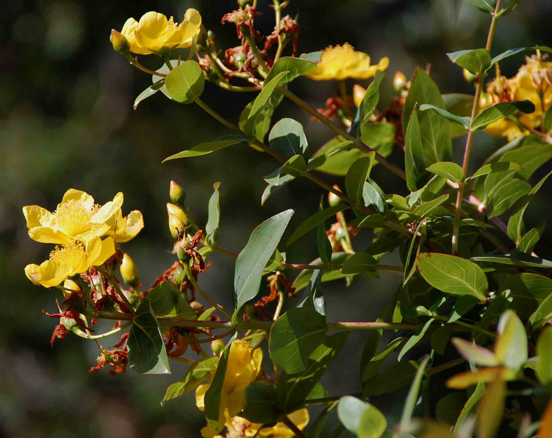 Hypericum roeperianum