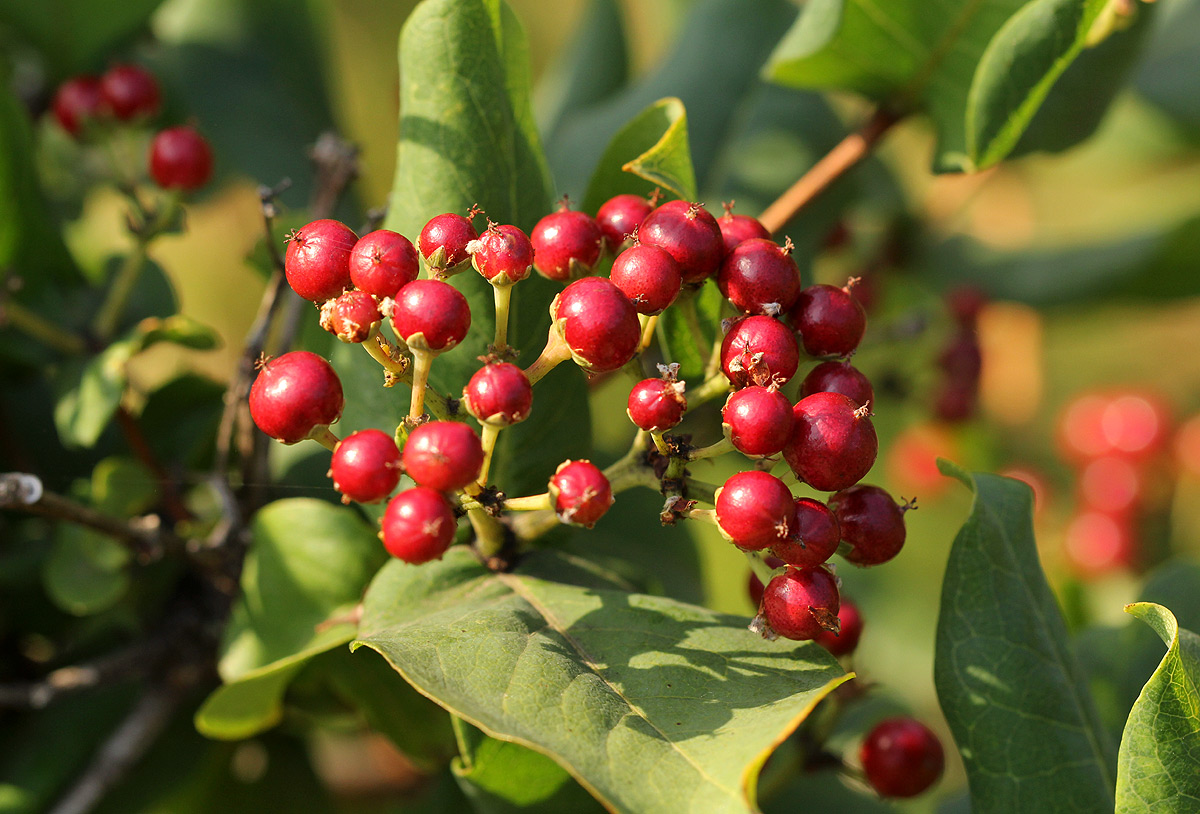 Psorospermum febrifugum Psorospermum febrifugum