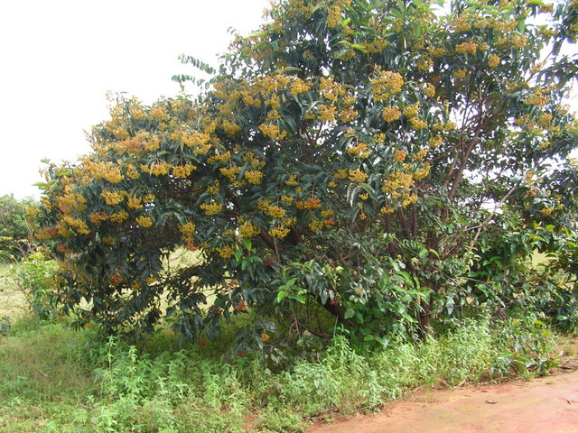 Harungana madagascariensis Harungana madagascariensis