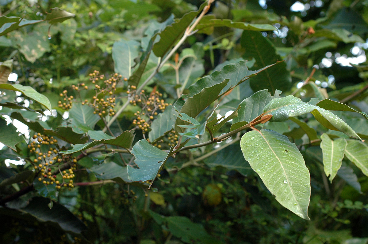 Harungana madagascariensis