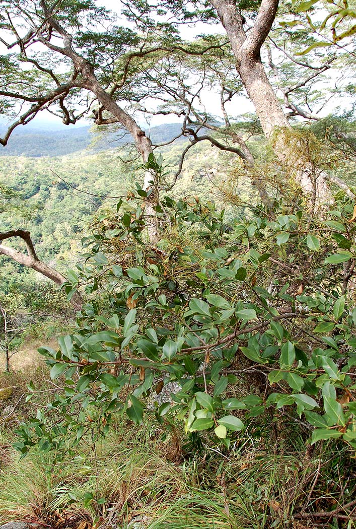 Garcinia buchananii Garcinia buchananii