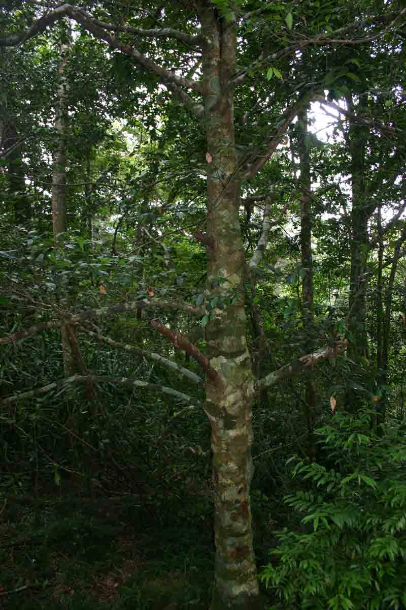 Garcinia kingaensis Garcinia kingaensis