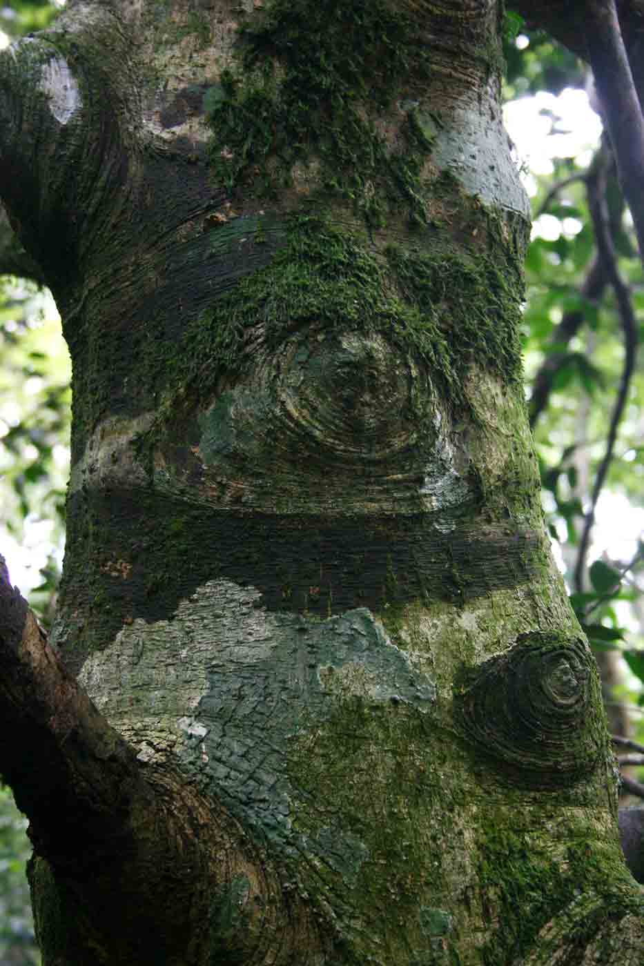 Garcinia kingaensis Garcinia kingaensis