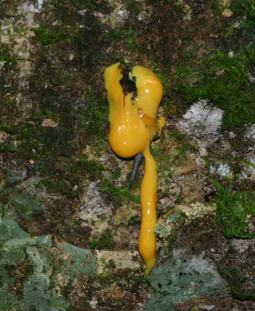 Garcinia kingaensis Garcinia kingaensis