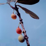 Garcinia livingstonei