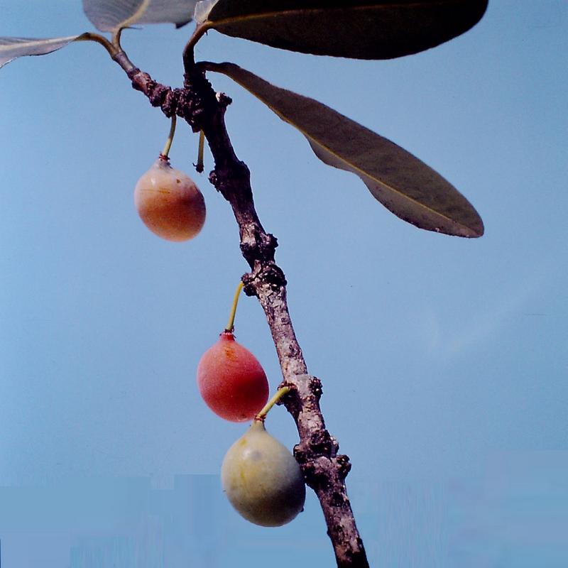 Garcinia livingstonei