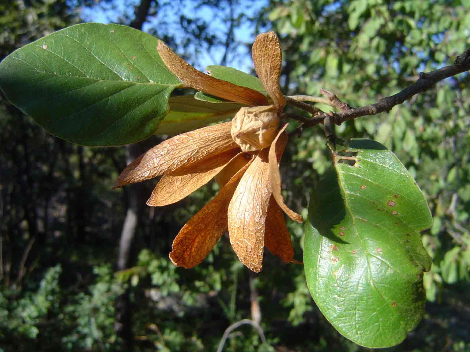 Monotes engleri Monotes engleri