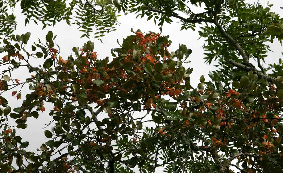 Monotes engleri Monotes engleri