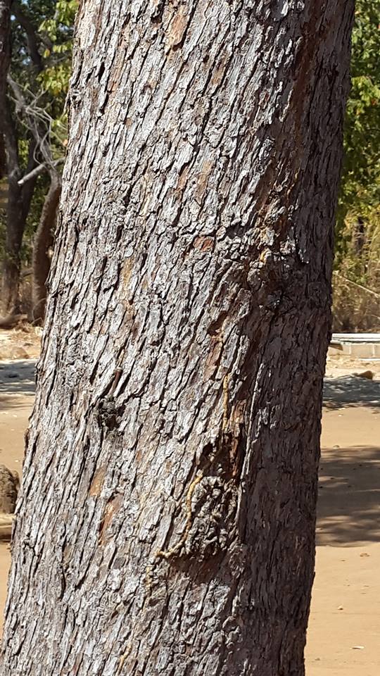 Monotes engleri Monotes engleri