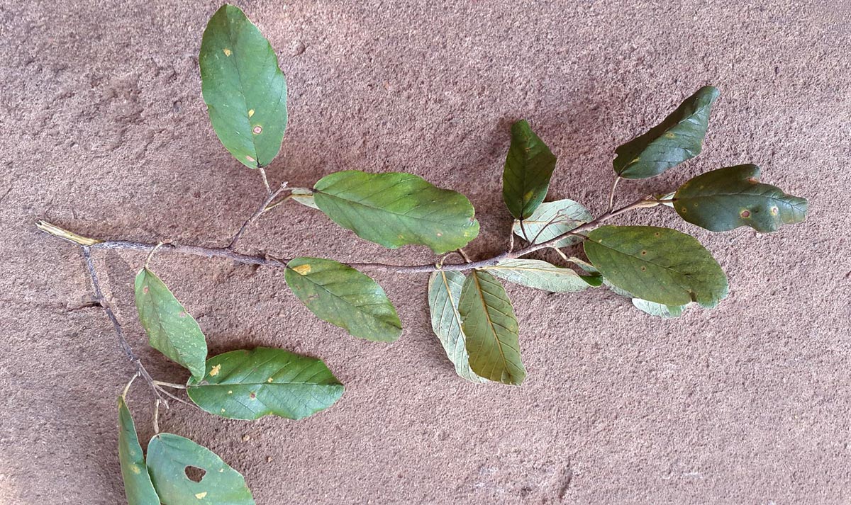 Monotes engleri Monotes engleri