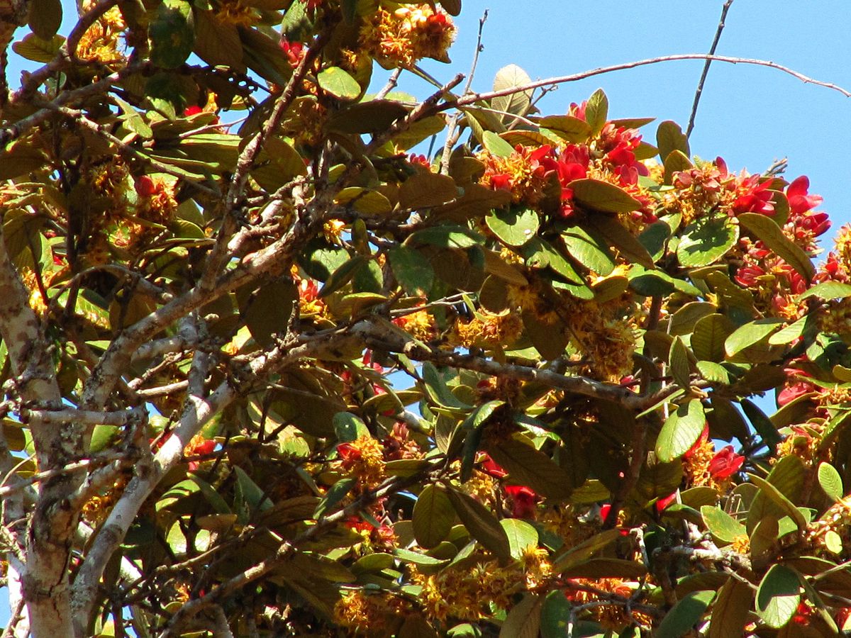 Monotes katangensis Monotes katangensis