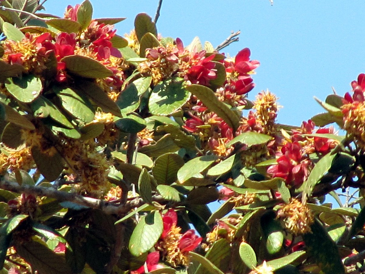 Monotes katangensis Monotes katangensis