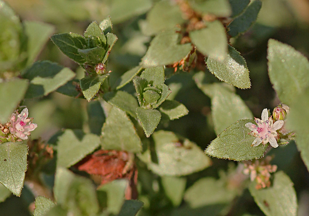 Bergia pentheriana Bergia pentheriana