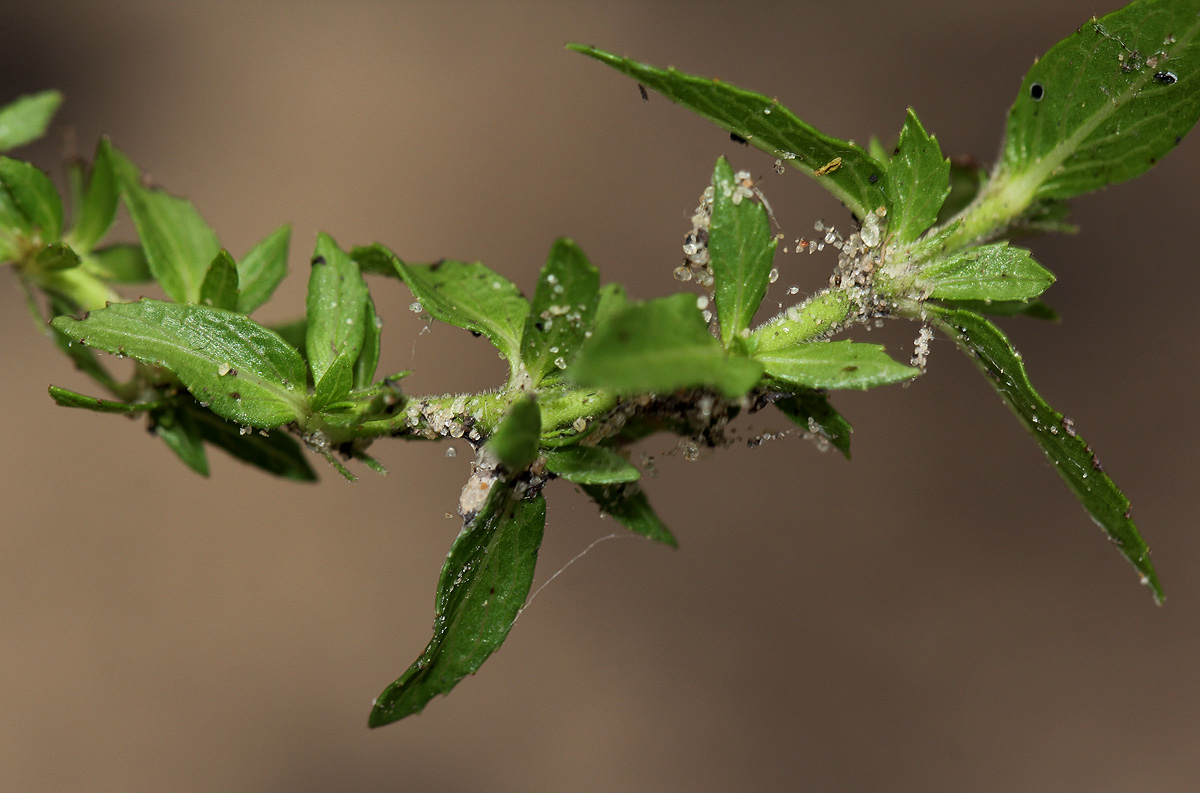 Bergia pentheriana Bergia pentheriana
