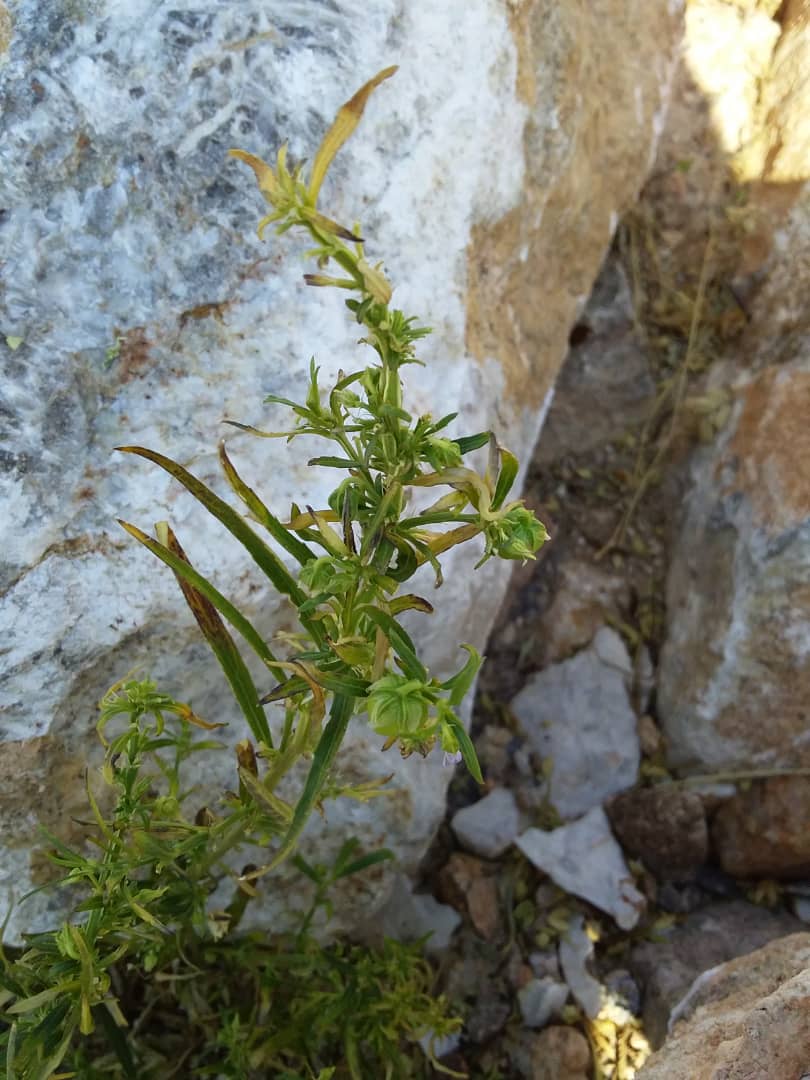 Afrohybanthus enneaspermus