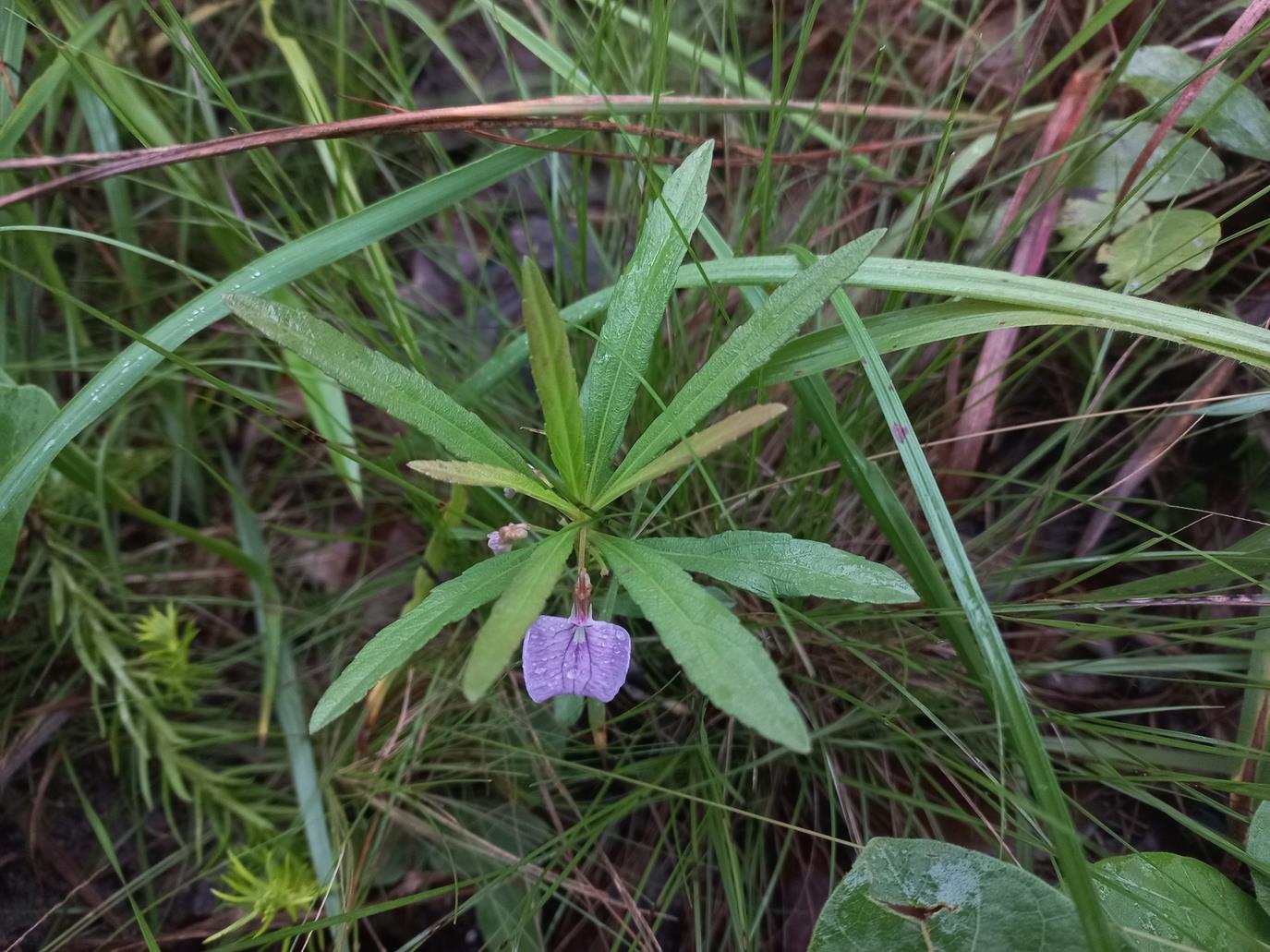 Afrohybanthus enneaspermus