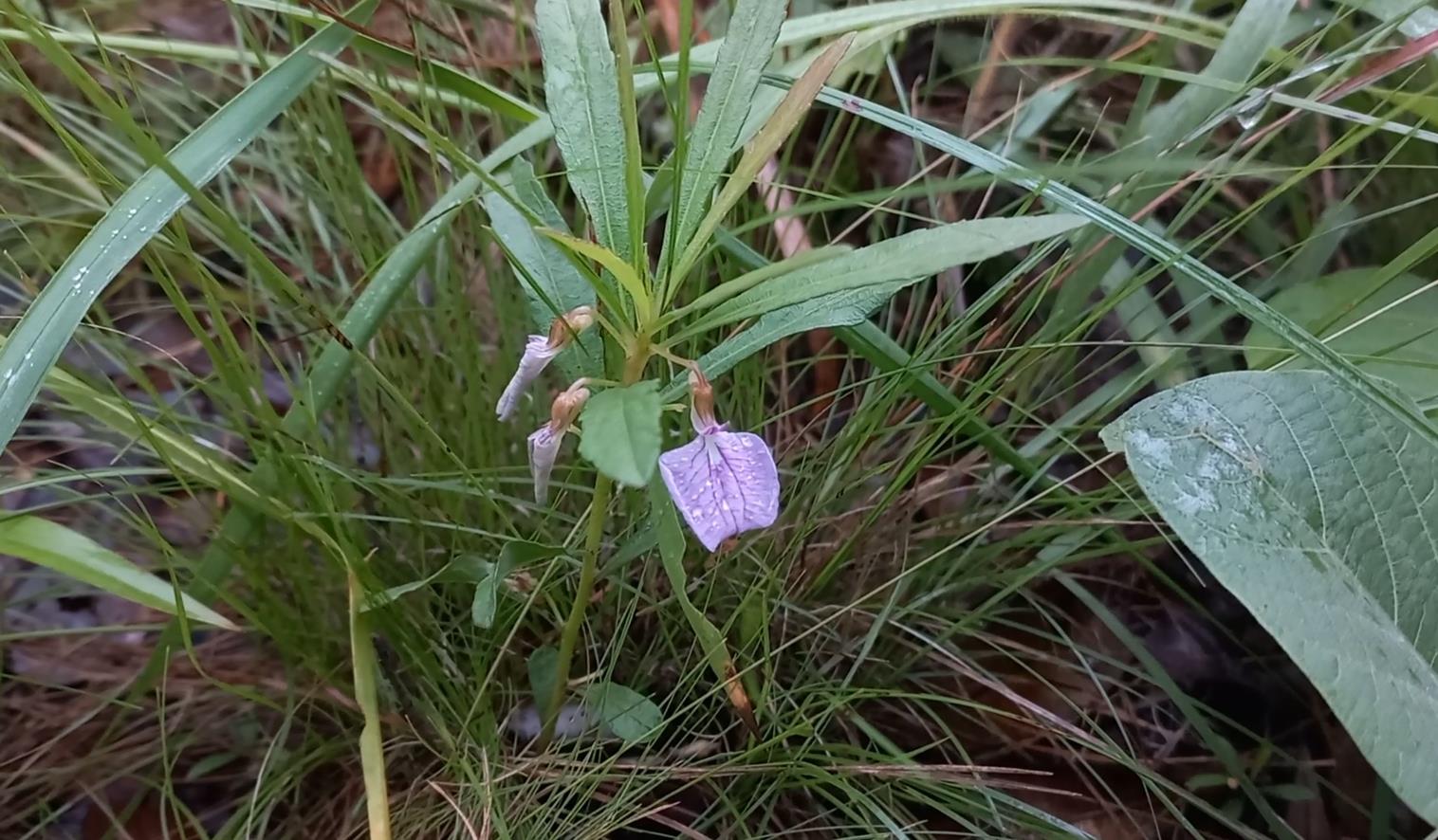 Afrohybanthus enneaspermus
