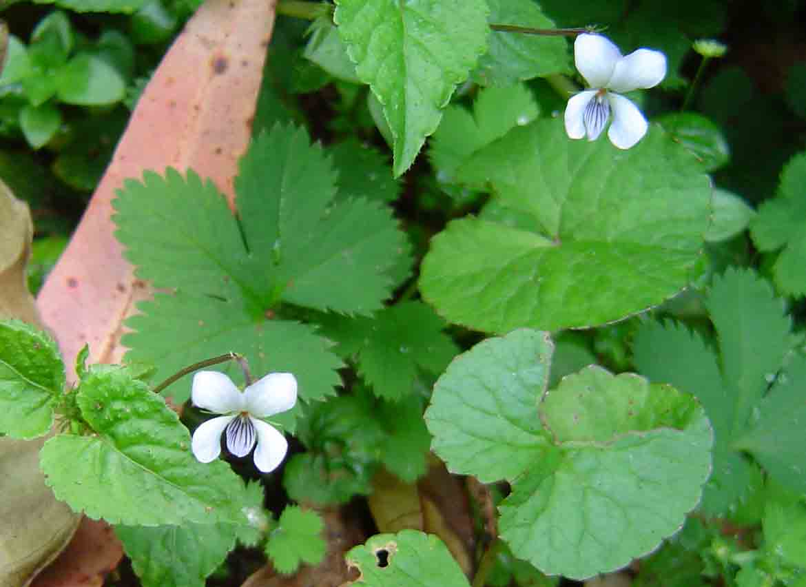 Viola abyssinica
