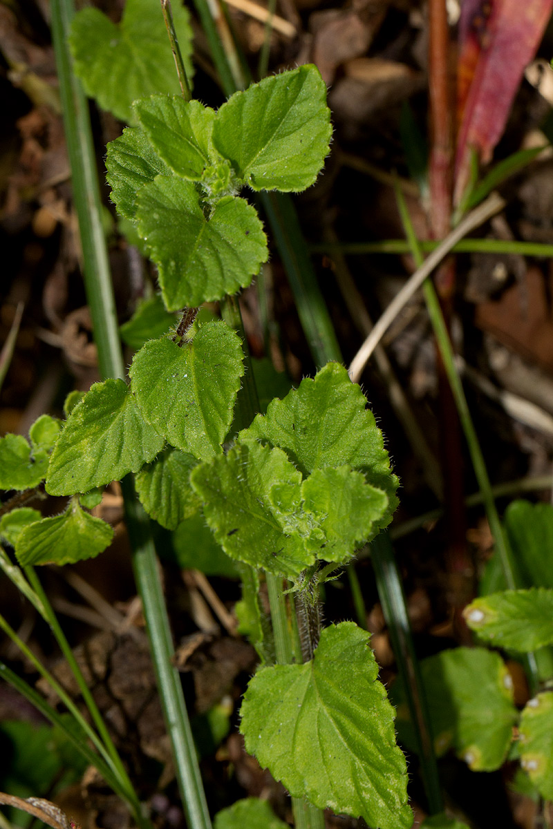 Viola abyssinica