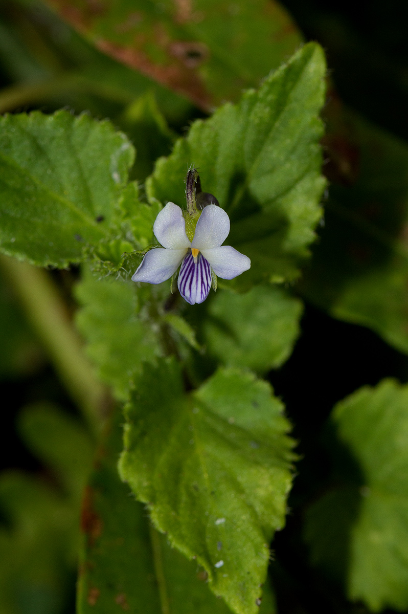Viola abyssinica