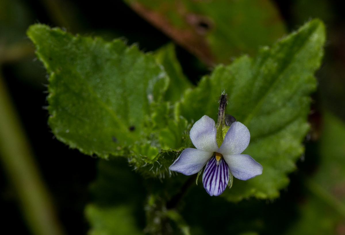 Viola abyssinica