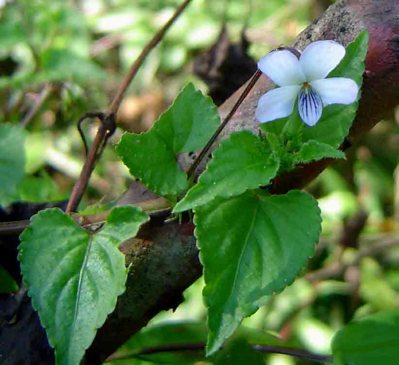 Viola abyssinica