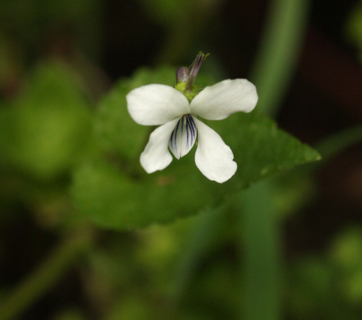 Viola abyssinica