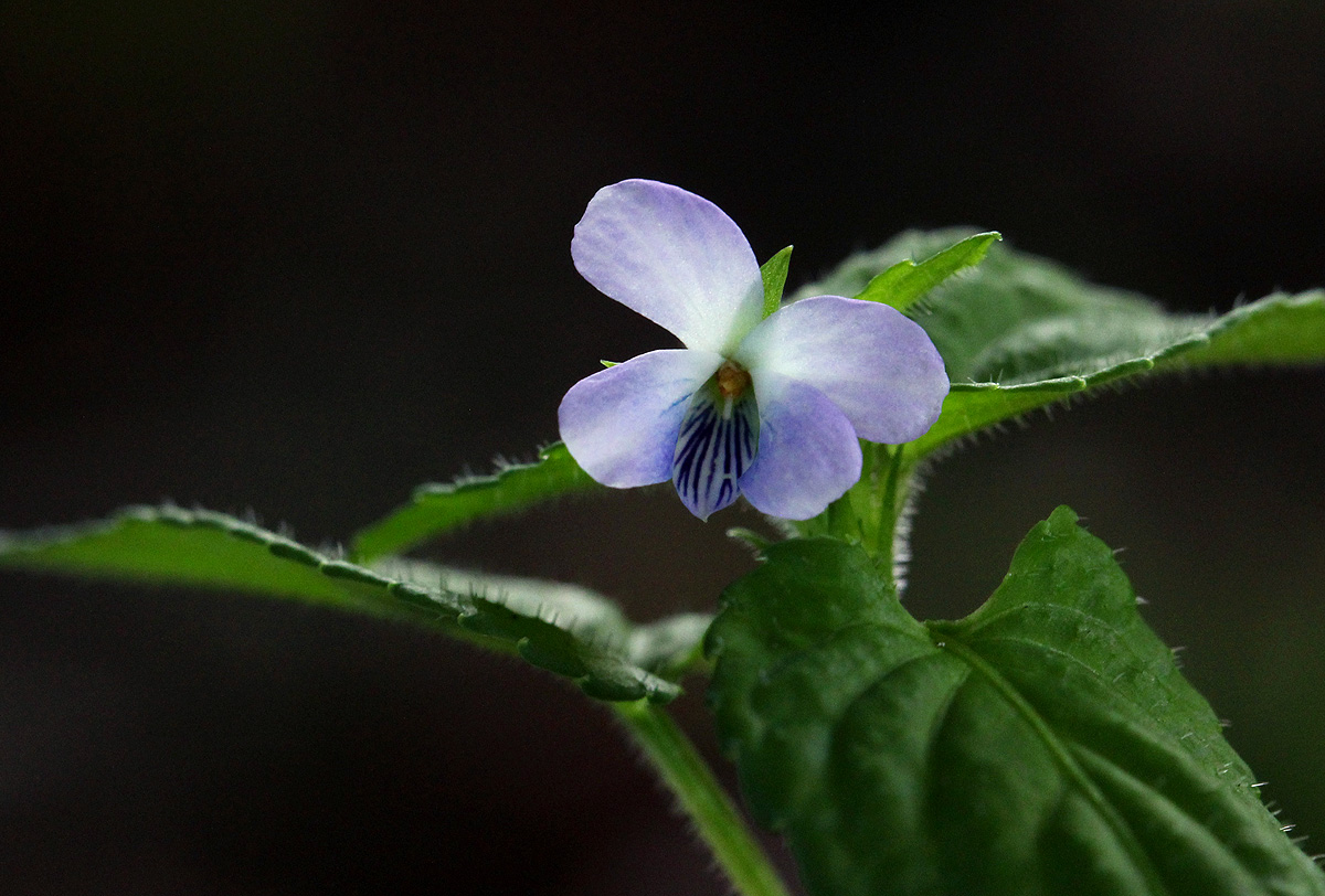 Viola abyssinica