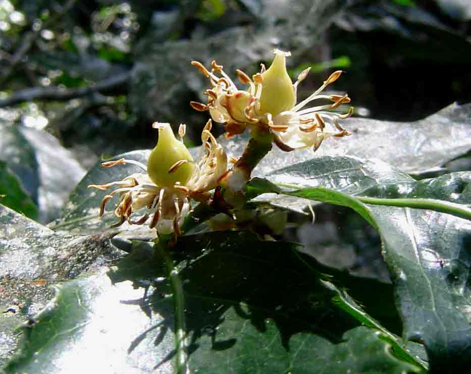 Rawsonia lucida