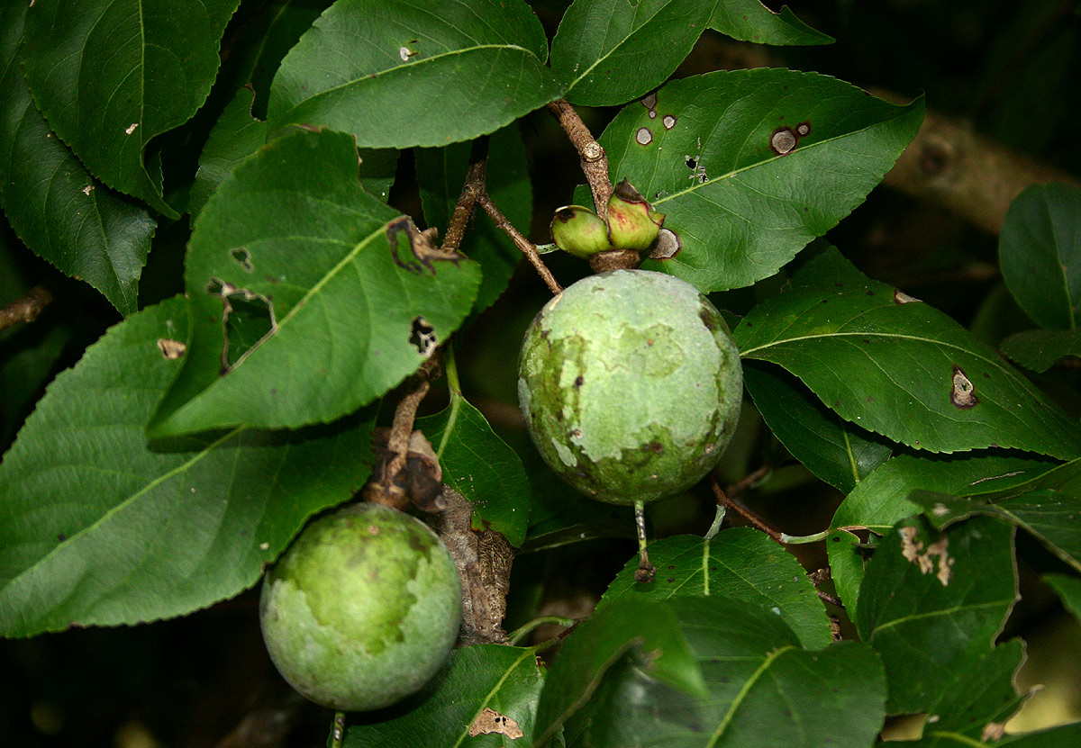 Oncoba spinosa Oncoba spinosa