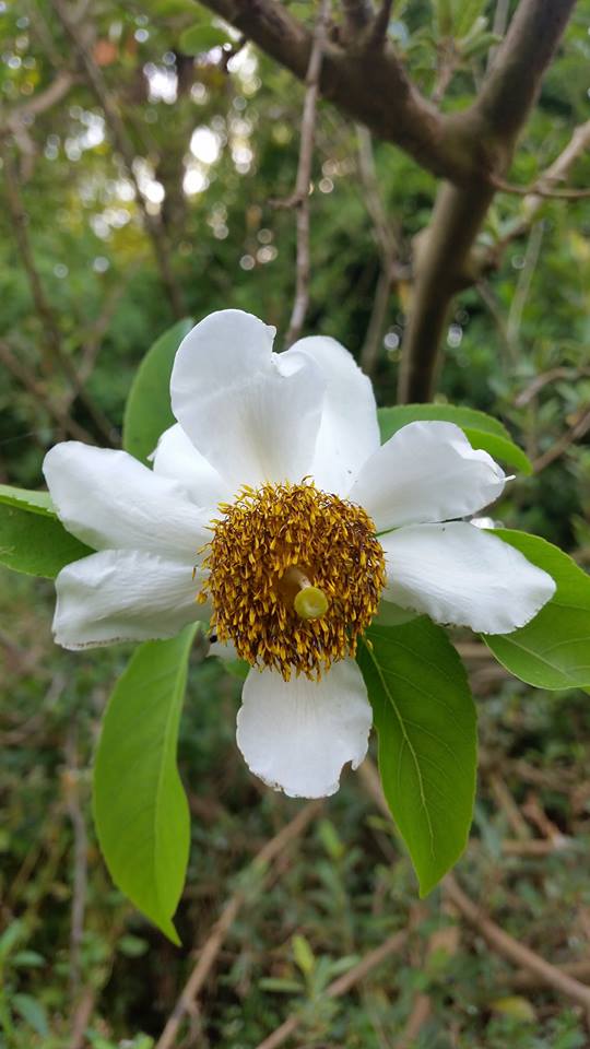 Oncoba spinosa Oncoba spinosa