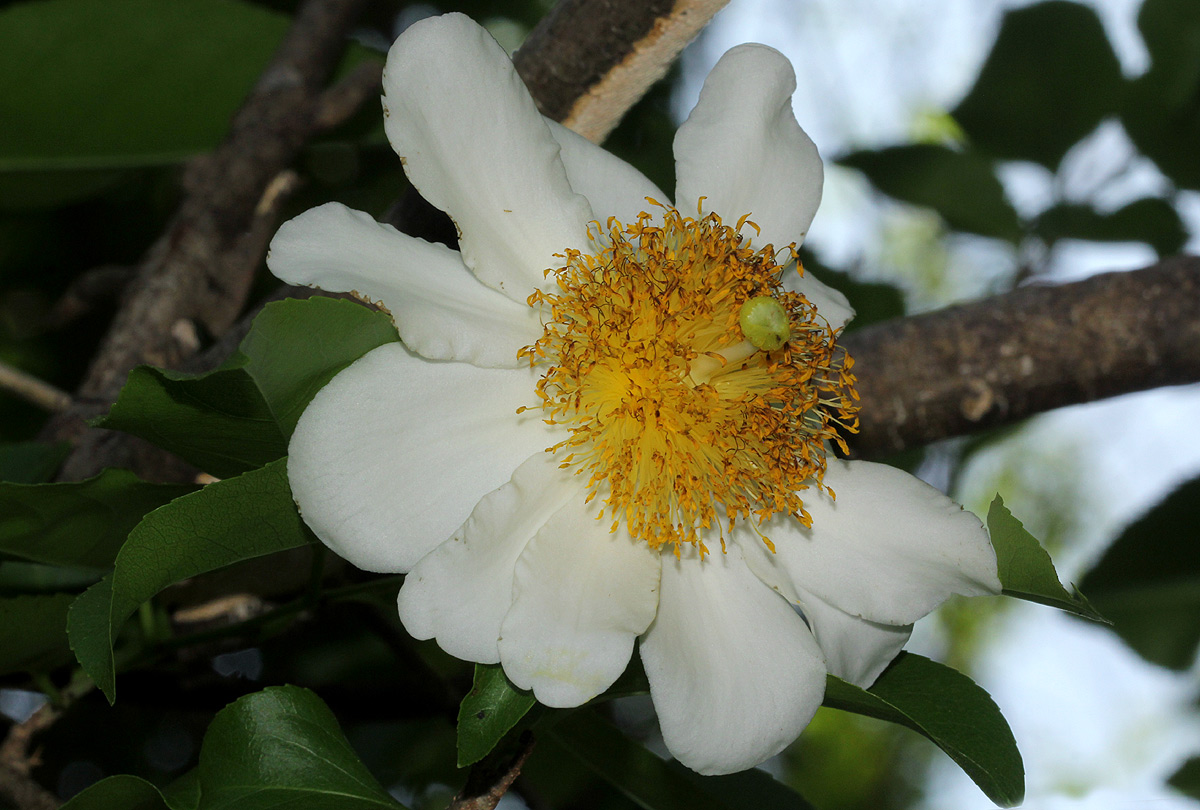 Oncoba spinosa Oncoba spinosa