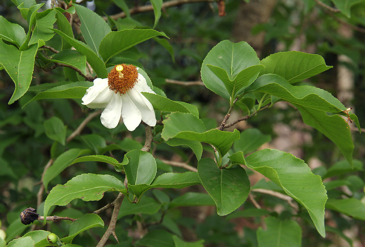 Oncoba spinosa Oncoba spinosa