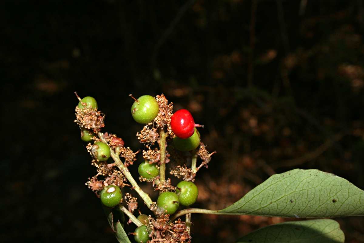 Scolopia zeyheri Scolopia zeyheri
