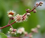 Homalium abdessammadii