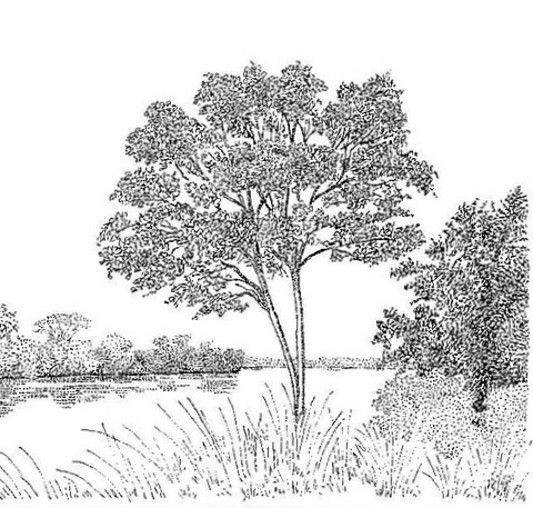 Homalium abdessammadii