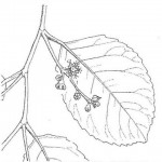 Homalium abdessammadii